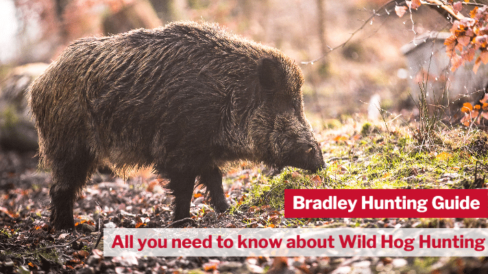 All you need to know about Wild Hog Hunting - Thumbnail