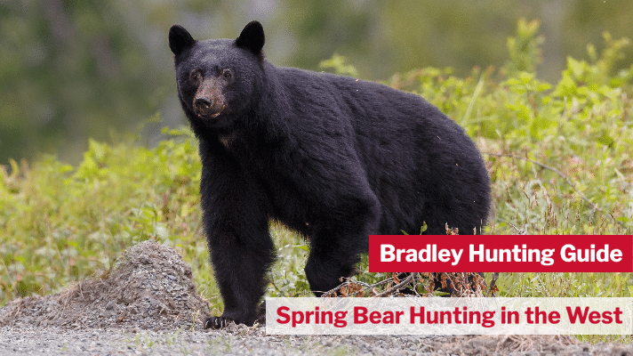 Spring Bear Hunting in the West